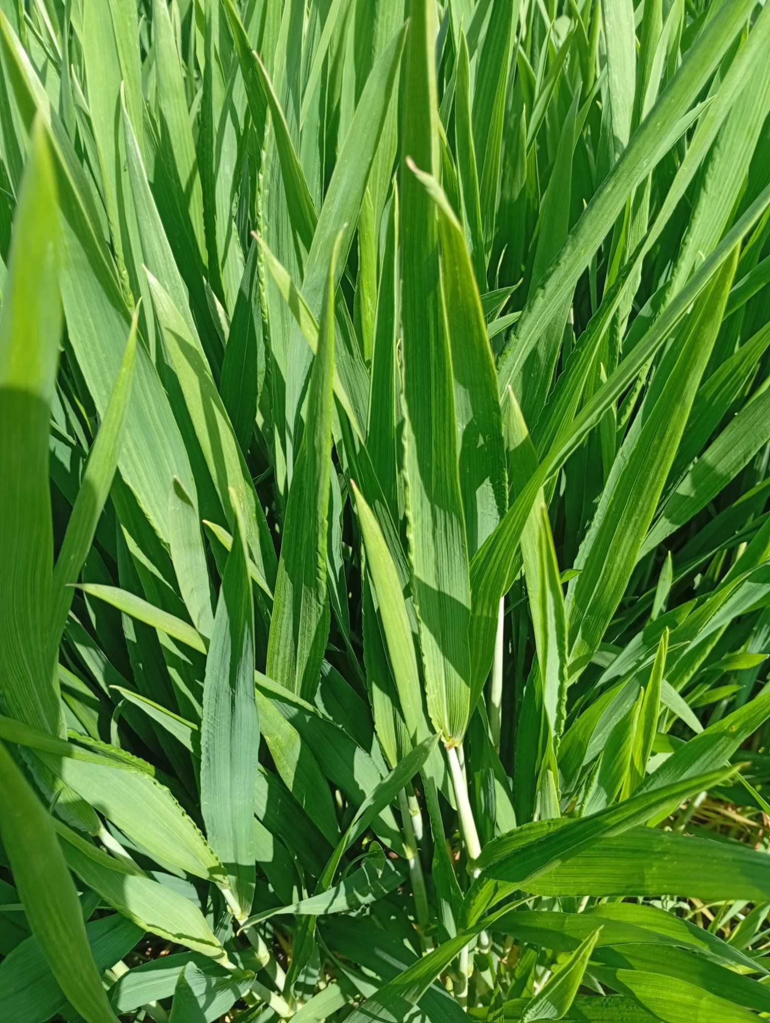 ممكن اعرف التجعد اللى فى اوراق القمح ده سببه اي وعلاجه